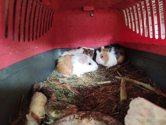 Darujeme morčátka - 2