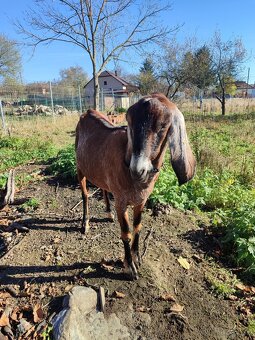 Anglonubijska koza - 2