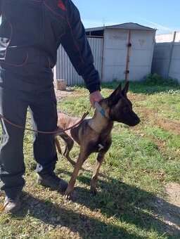 Belgický ovčiak, Cross , Nemecký ovčiak - 2