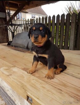 Šteniatka rotvajlera samčekov na adopciu. - 2