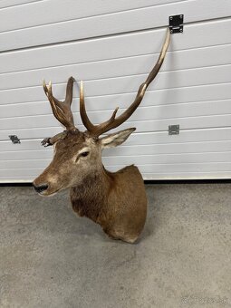 Trofej,parohy,parozie,jelen - 2