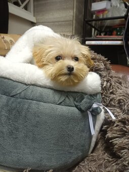 Maltipoo mini fenka do kabelky - 2