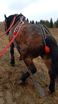 Predám ťažného valacha - 2