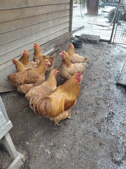 Nasadené vajíčka oravka žltohneda - 2