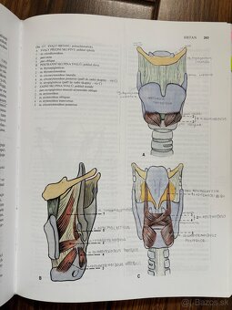 Anatomia Čihák 1,2,3 - 2