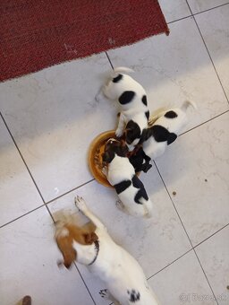 Jack russell - 2