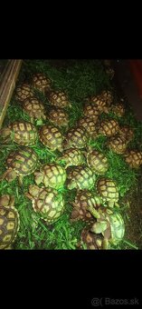 Korytnačka ostrohata SULCATA - 2