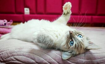 Ragdoll - 2