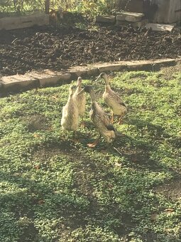 Predám IB - pár - 2