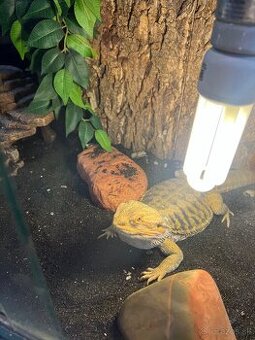 Agama bradata + terarium+skryna - 2
