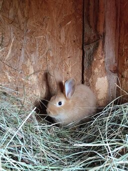 Burgunsky kralik - 2