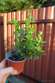 Plodová myrta Myrtus communis La Clappe - 2