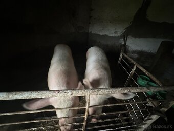 Predám prasatá - 2