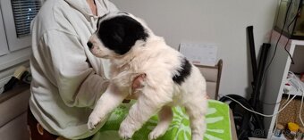 Stredoázijsky ovčiak - 2