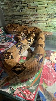 Boa Constrictor samček samička - 2