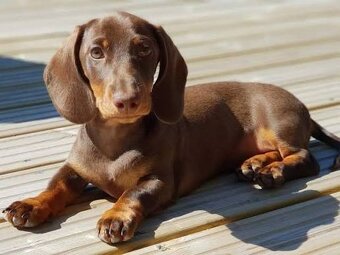 Jazvečík trpaslíčí krátkosrstý kúpim - 2