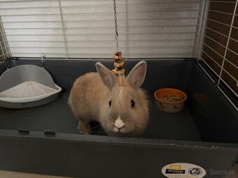 Domáci zajačik 8 mesiacov - 2