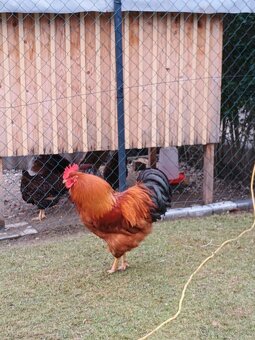 Násadove vajíčka - 2