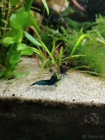 Predam krevetky Neocaridina davidi, Blue dream - 2