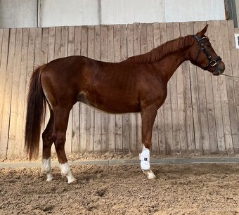 Valach Total Hope x Totilas - 2