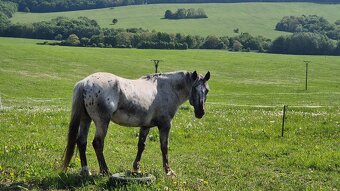 Appaloosa pripúšťanie - 2