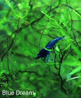 Krevetky Blue dream za VÝHODNÚ CENU - 2