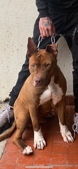 Darujem Pitbul rednose - 2