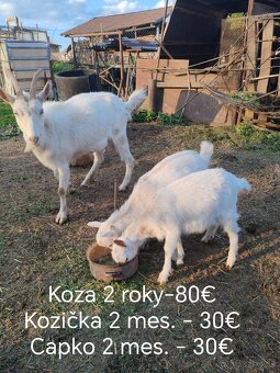 Ruším chov kôz. - 2