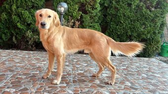 Krásny, atletický, čistokrvný zlatý retriever na krytie - 2