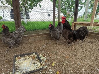 Predám kohúta Australorp modrá - 2