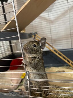 Darujem samičky osmaka degu - 2