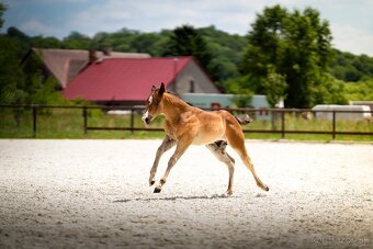 Bay hřebec American Quarter Horse, reining původ, matka s PE - 2