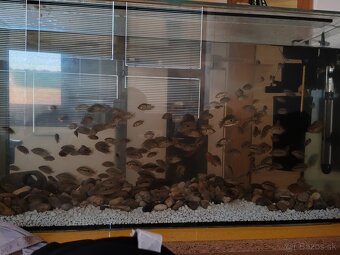 Cichlida mnohotrna - 2