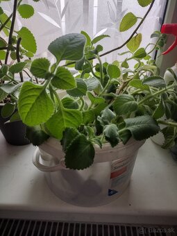 Nádchovník, rýmovník - 2