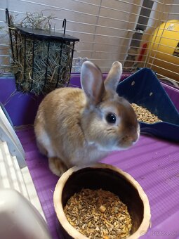 Predáme zajkov aj jednotlivo - 2