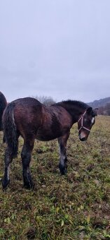 Ťažný žrebec - 2