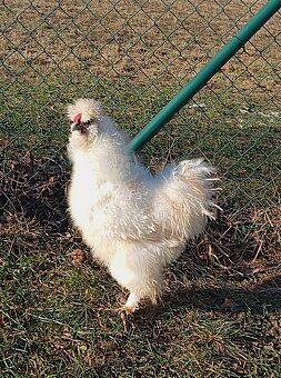 Hodvábničky kohúti - 2