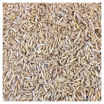 Pšenica jačmen ovos - 2