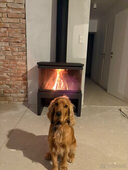 Anglicky kokeršpaniel na krytie - 2