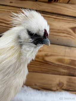 Kohút hodvabničky (Silkie) - 2