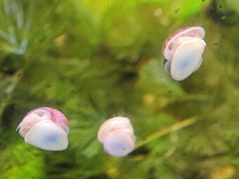 Slimák biely a ružový - 2