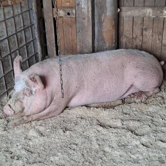 Predám jatočné prasa, - 2