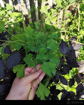 Ginkgo dvojlalocne - 2