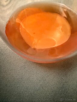 Predam hubu Kombucha - Scoby - 2