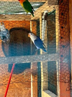 Agapornis - 2