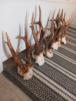 Srnčie trofeje na čielkach - 2