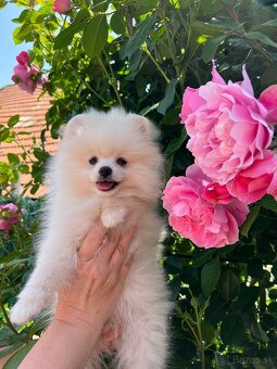 Pomeranian s PP - biela farba - 2