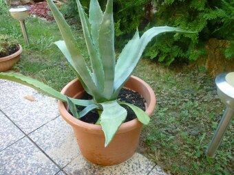Agáve americká, bananovník - 2