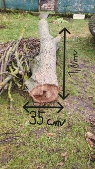 Orechové drevo - kmene na fošne, na nábytok - 2