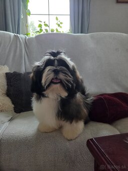 Šteniatka shih tzu s PP - 2